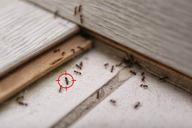 Best Local Pest Control Services  in Munsons Corners, NY