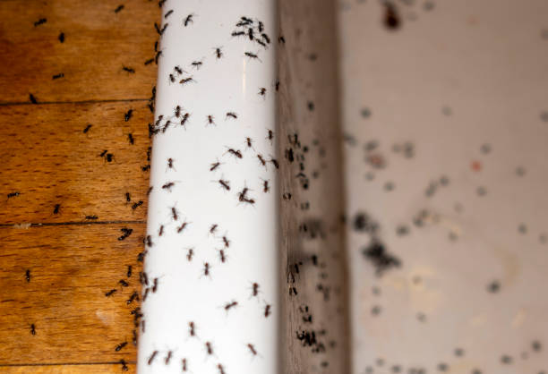Best Ant Control Services  in Munsons Corners, NY